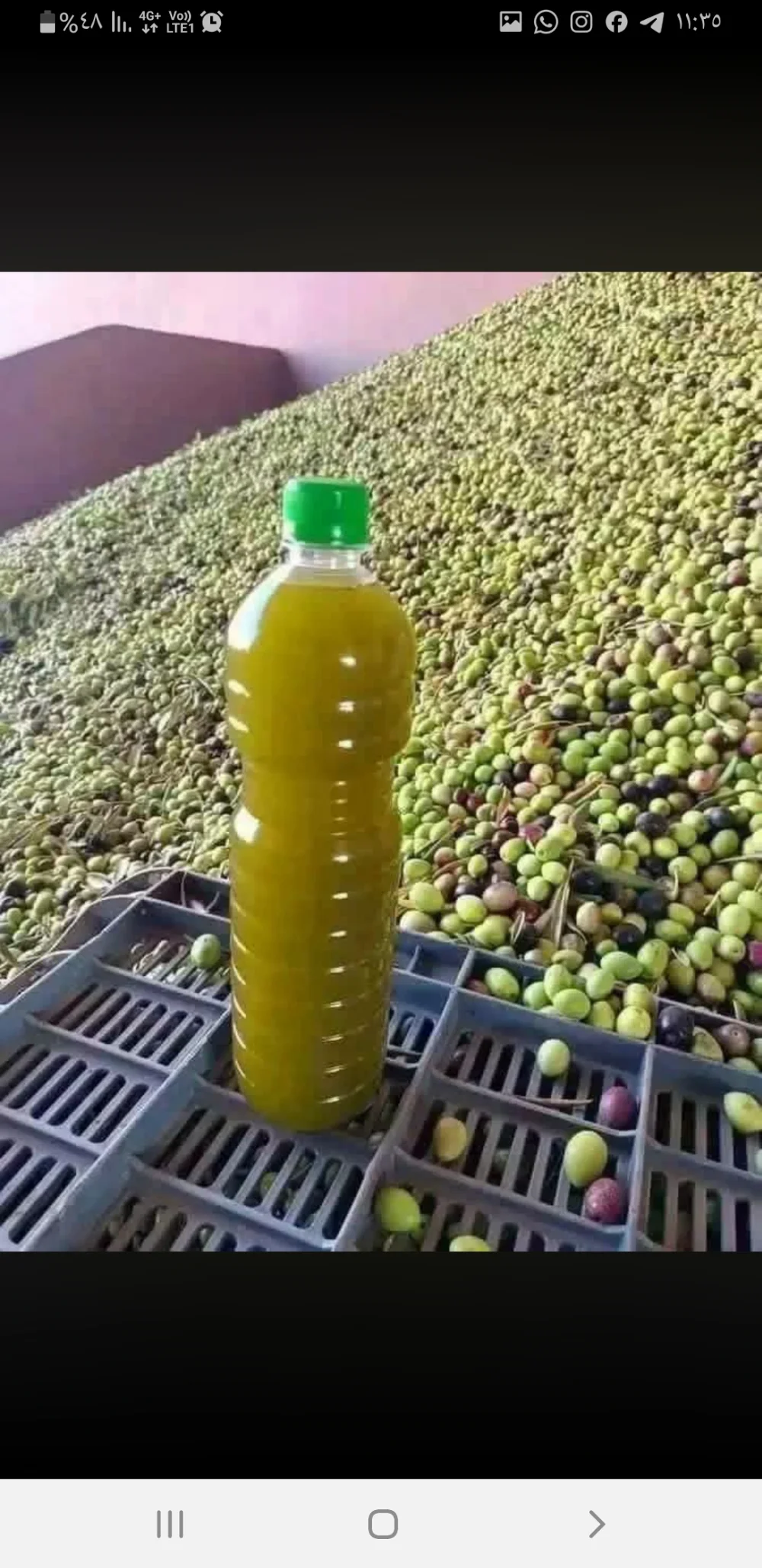 زيت زيتون بكر صافي جديد