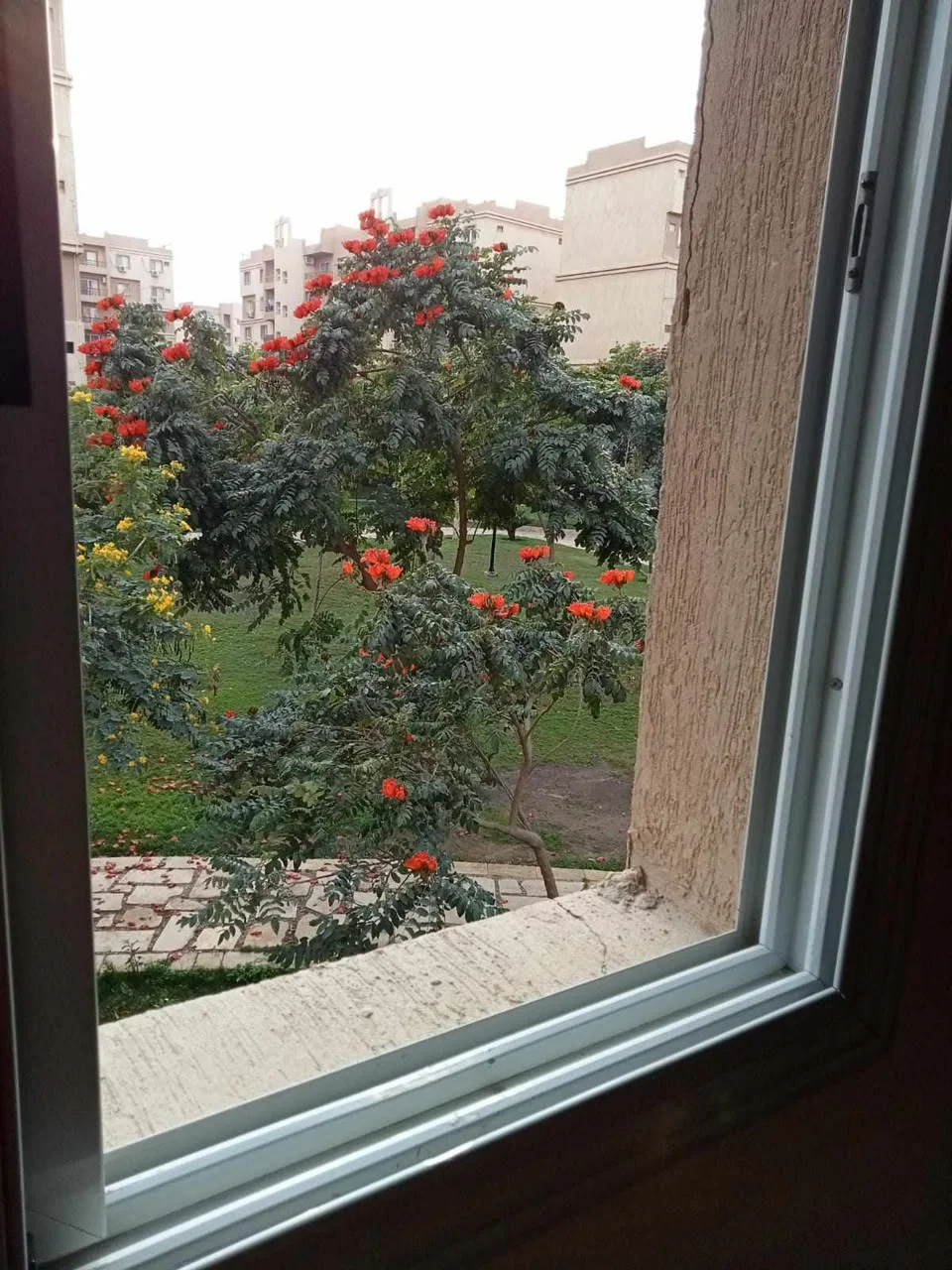 شقة